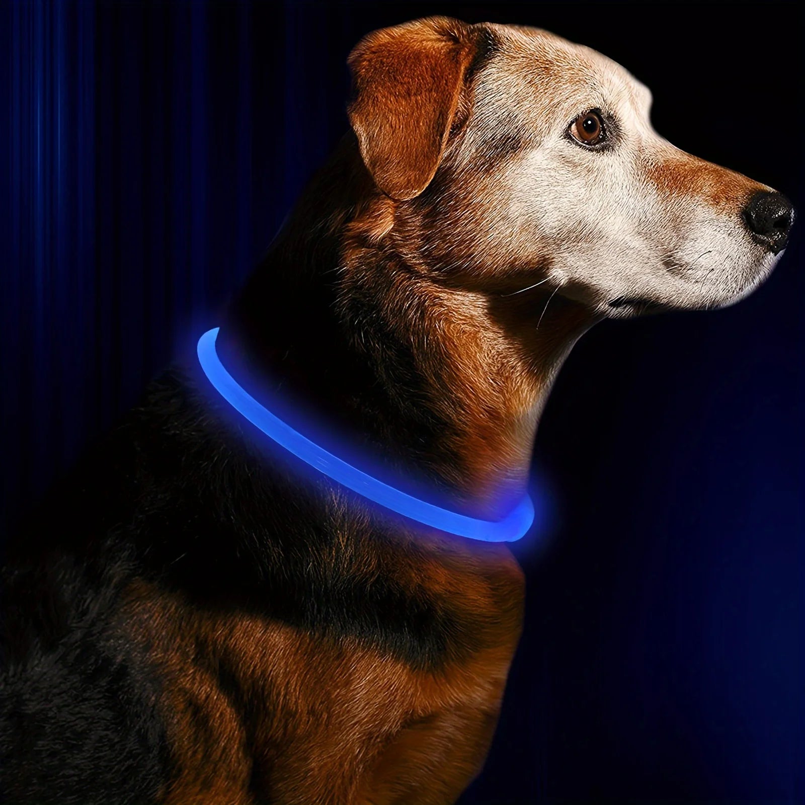 Collier LED Rechargeable pour Chien – PawZix