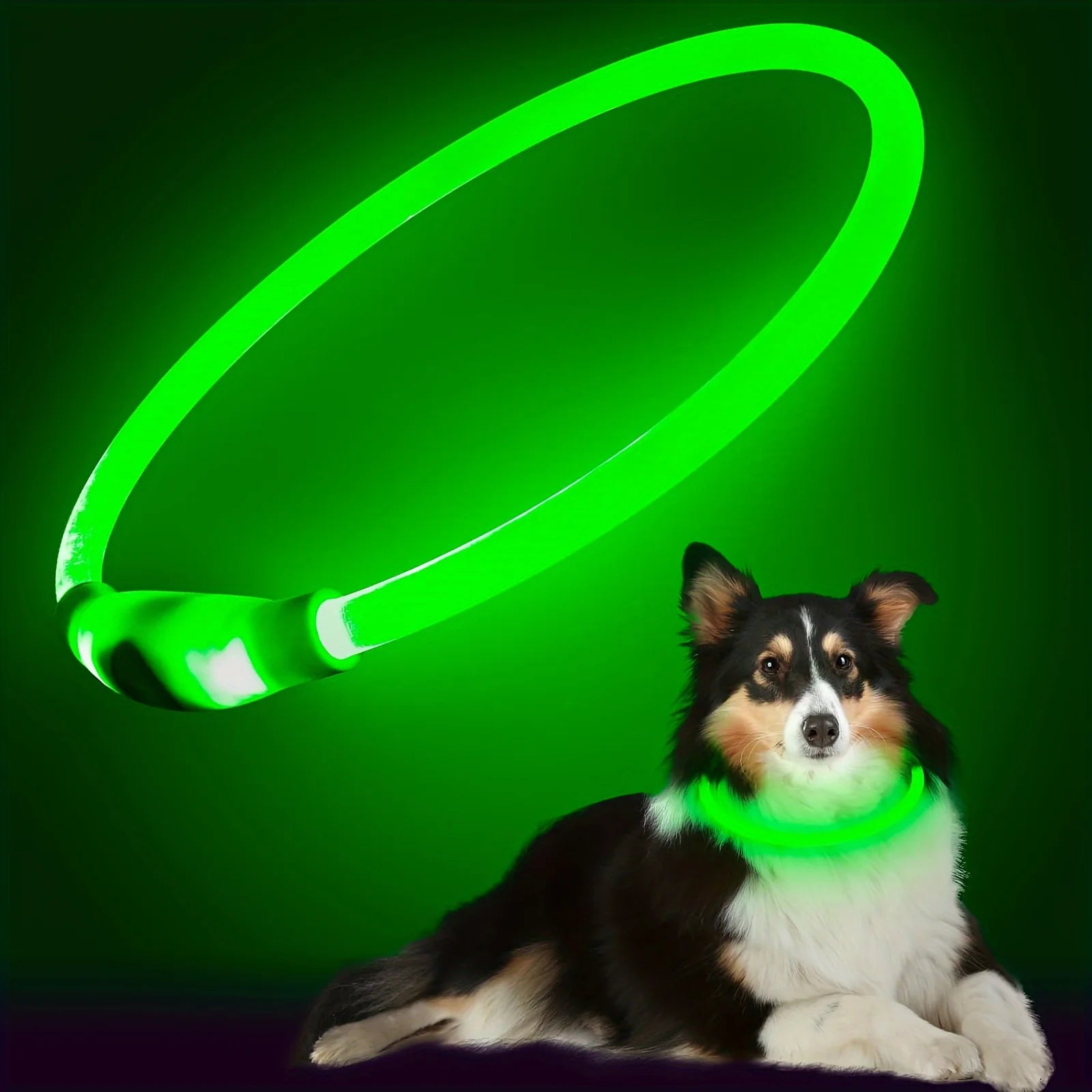 Collier LED Rechargeable pour Chien – PawZix