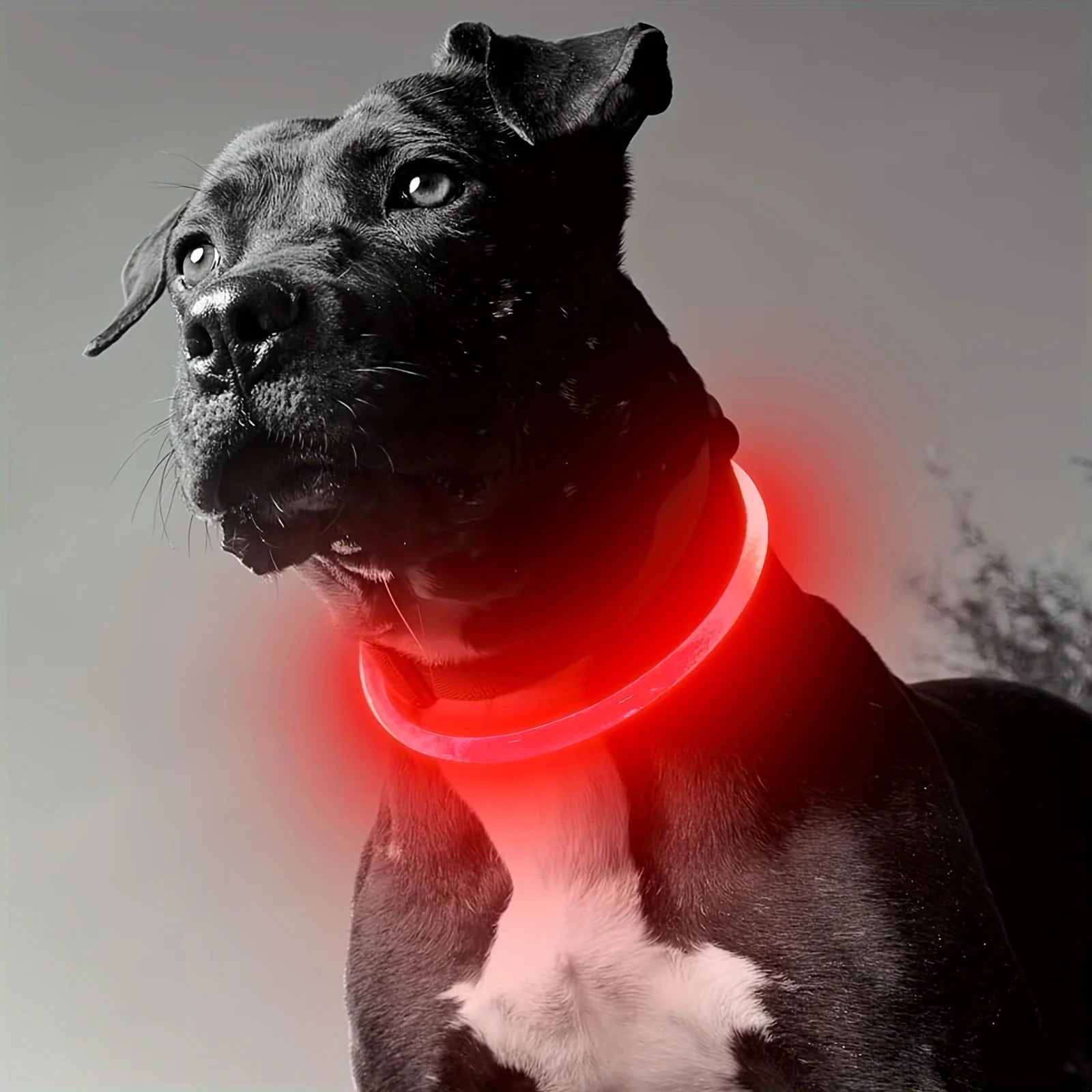 Collier LED Rechargeable pour Chien – PawZix